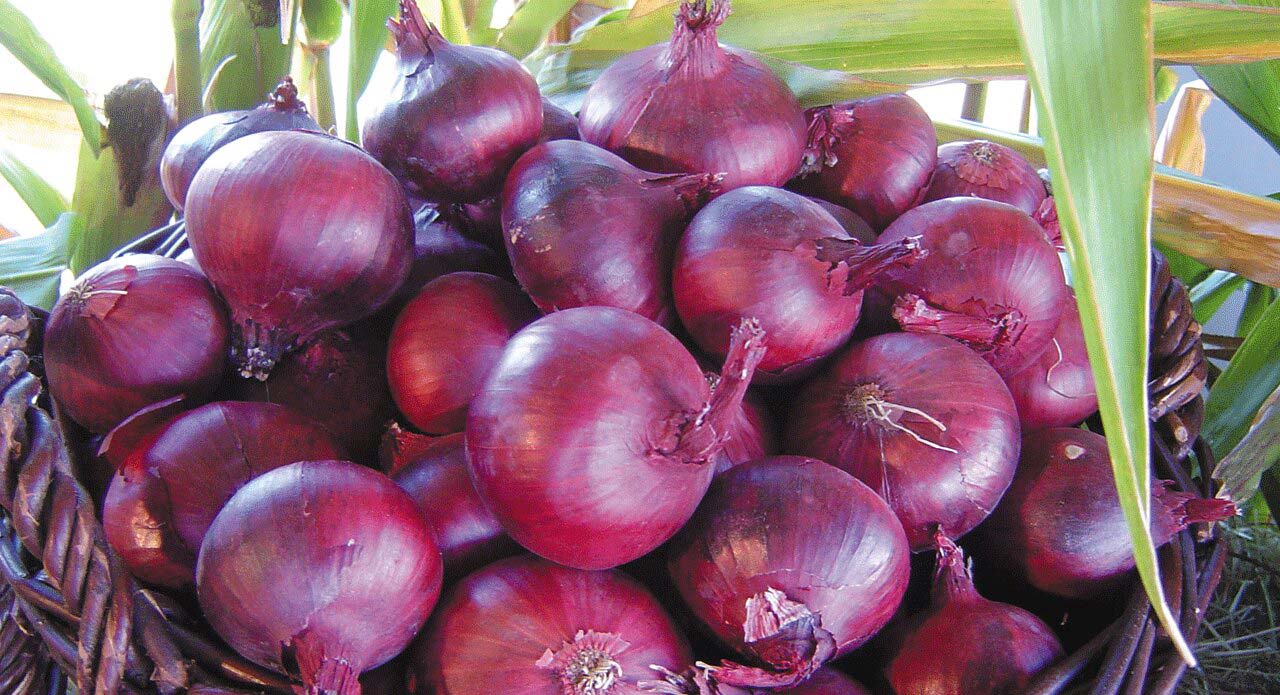 onion image 1